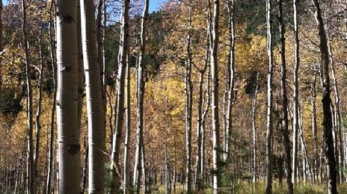 County, Forest Service agree to fund trail work near Colorado Springs to protect rare trout