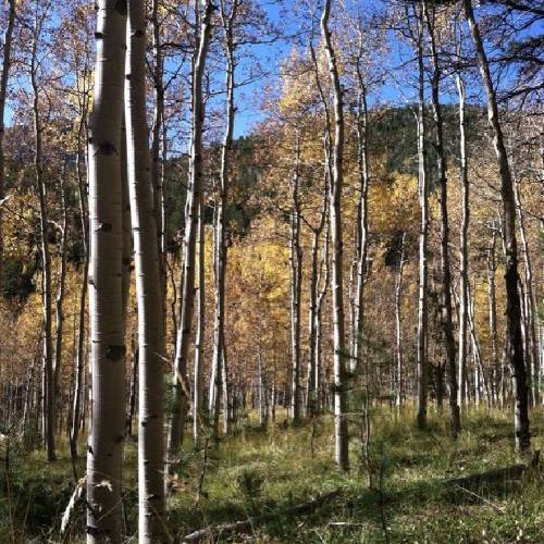County, Forest Service agree to fund trail work near Colorado Springs to protect rare trout